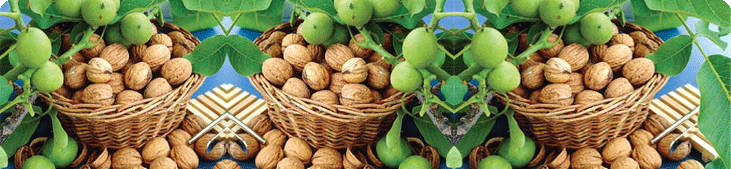 international exporters of Kashmiri Walnuts
